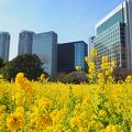 高層ビルと海に挟まれた大名庭園　菜の花と梅が綺麗でした