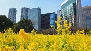 高層ビルと海に挟まれた大名庭園　菜の花と梅が綺麗でした