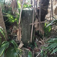 特別天然記念物青島の碑が、ビロウ樹に埋もれていました
