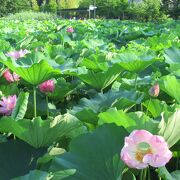 蓮の花は午前中がおすすめです