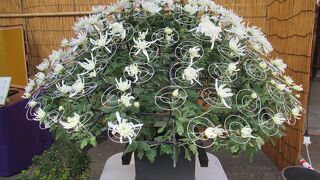 菊まつりに行ってみましたが・・・