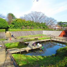 水生植物園