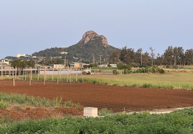 わらび苗(紀伊山地)1000本 楽天市場】カツラ 単木 1.7m 露地 苗木 : トオヤマグリーン