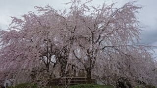京都有数の桜の名所