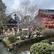 桜が咲き始め