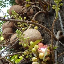 境内にある沙羅双樹の木