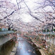 満開の桜が綺麗でした。