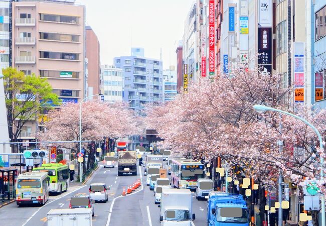 駅チカながらも桜を綺麗に眺める事が出来ました。