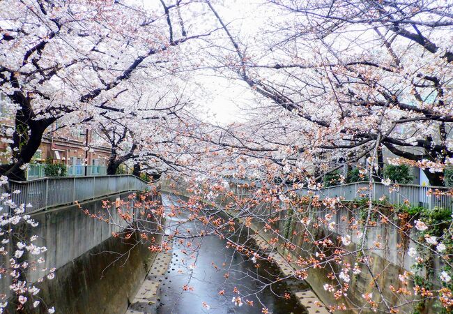 満開の桜が綺麗でした。