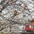 意外と隠れた桜の名所?!