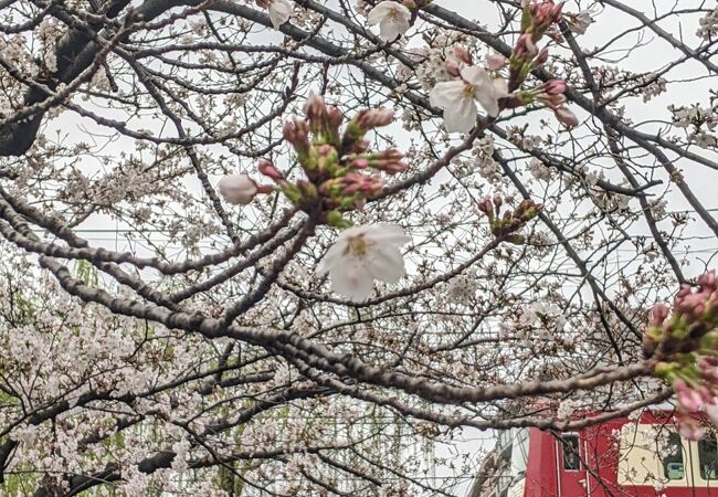 意外と隠れた桜の名所?!