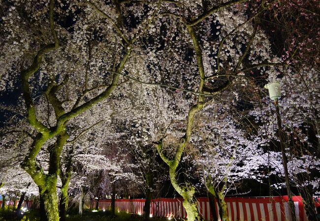 桜の名所の格式の高い神社