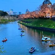2024年4月4日（木）東京の桜が満開になりました！ヾ(( *＾∀＾* ))/サクラ満開の千鳥ヶ淵では夜桜ライトアップも開催☆彡