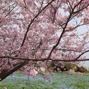 ネモフィラと桜が同時に見られます