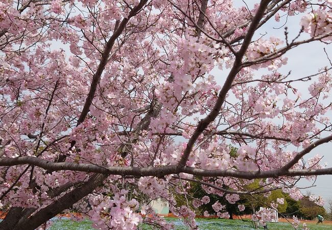 ネモフィラと桜が同時に見られます