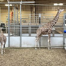 ヘンリー ドゥーリー動物園 & 水族館