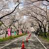 ☆家山の『桜トンネル』は4月2日頃より満開！家山川沿いも春色ピンクに包まれていました-=≡Σ(((⊃ﾟ∀ﾟ)つﾜｵｯ