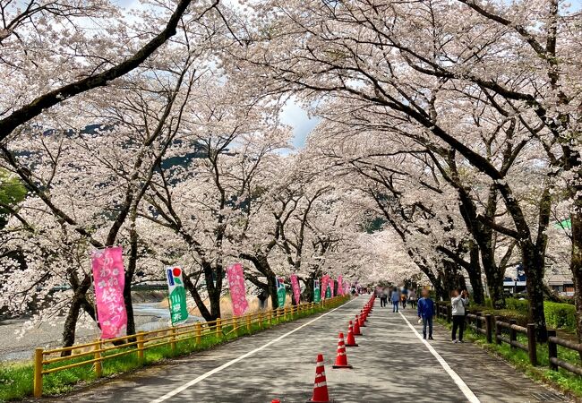 ☆家山の『桜トンネル』は4月2日頃より満開！家山川沿いも春色ピンクに包まれていました-=≡Σ(((⊃ﾟ∀ﾟ)つﾜｵｯ