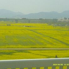 大渚駅付近の巨大菜の花も車窓から楽しめます！