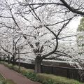 4㎞程の遊歩道沿いに桜が数多く植えられています