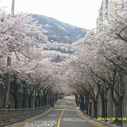 登った先に素晴らしい桜のトンネルがあります