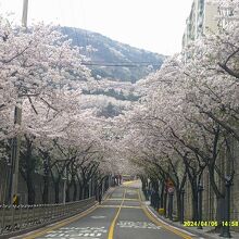 桜のトンネルの様子