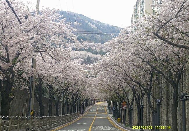 登った先に素晴らしい桜のトンネルがあります