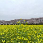 念願の権現堂の桜を見ることができて大満足でした