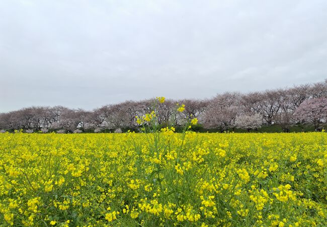 念願の権現堂の桜を見ることができて大満足でした