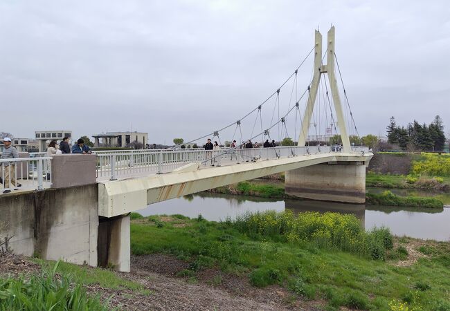 権現堂4号公園と3号公園を結ぶ可愛い吊り橋から見る桜堤に感動