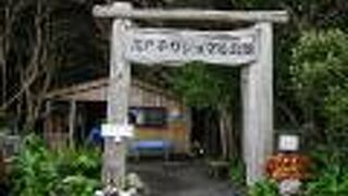 ガジュマルを堪能