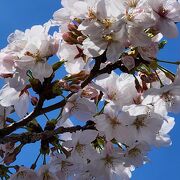 やっと満開&#127800;今年はゆっくりの桜。