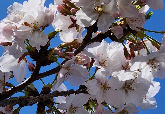 やっと満開&#127800;今年はゆっくりの桜。