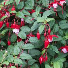 花木Chilco (Fuchsia magellanica)