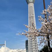 (ﾟ∇^d)☆今年も隅田川沿いに咲く桜を隅田川橋梁上から『サクラトレイン』で鑑賞することができましたｖ