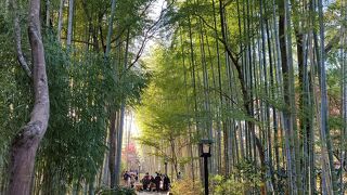 よく手入れされた竹林の小径