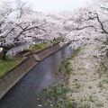 春・・・五条川の桜がきれい