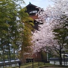 物見櫓と桜