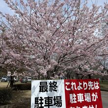 桜咲く