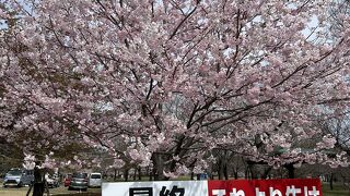 赤城南面千本桜まつり