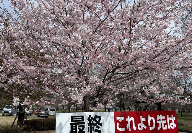 赤城南面千本桜まつり