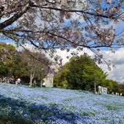 桜とネモフィラのコラボ！