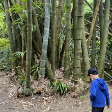 台湾の竹！大きく育つ
