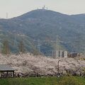 長い期間楽しめる桜の名所、ソメイヨシノ満開の頃は絶景!!