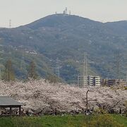 長い期間楽しめる桜の名所、ソメイヨシノ満開の頃は絶景!!