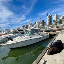 体長2m以上の野生のアザラシ