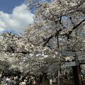 今年は遅め、4月6日、7日の週末、桜が満開でした。