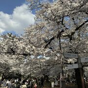 今年は遅め、4月6日、7日の週末、桜が満開でした。