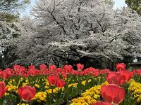 大宮花の丘農林公苑