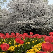 大宮花の丘農林公苑